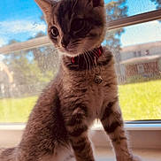 Tucker joined the competition — help win amazing prizes! abyssinian, accessories, animal, cat, collar, egyptiancat, kitten, manx, pet, siamese, strap, window, windowsill