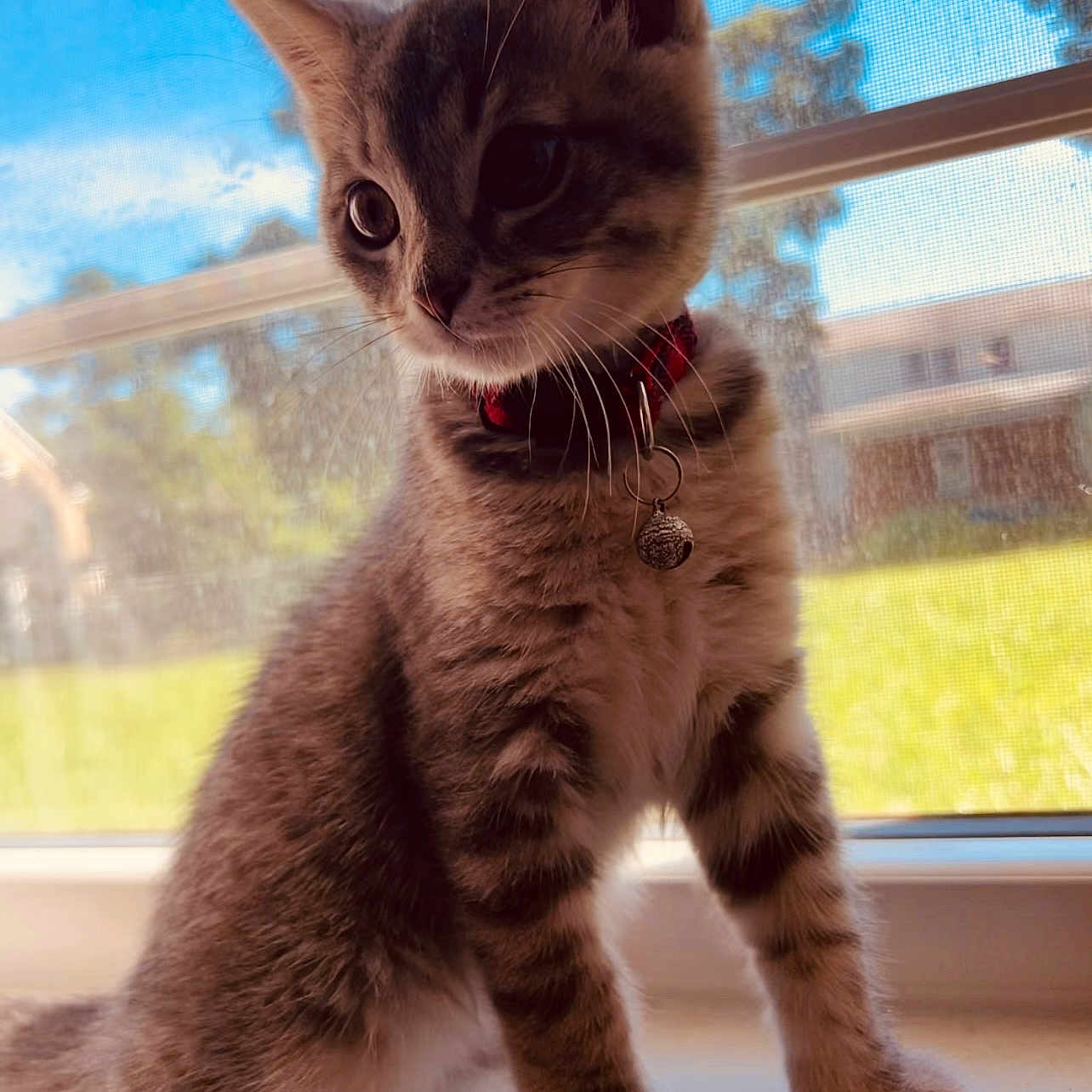 Tucker joined the competition — help win amazing prizes! abyssinian, accessories, animal, cat, collar, egyptiancat, kitten, manx, pet, siamese, strap, window, windowsill