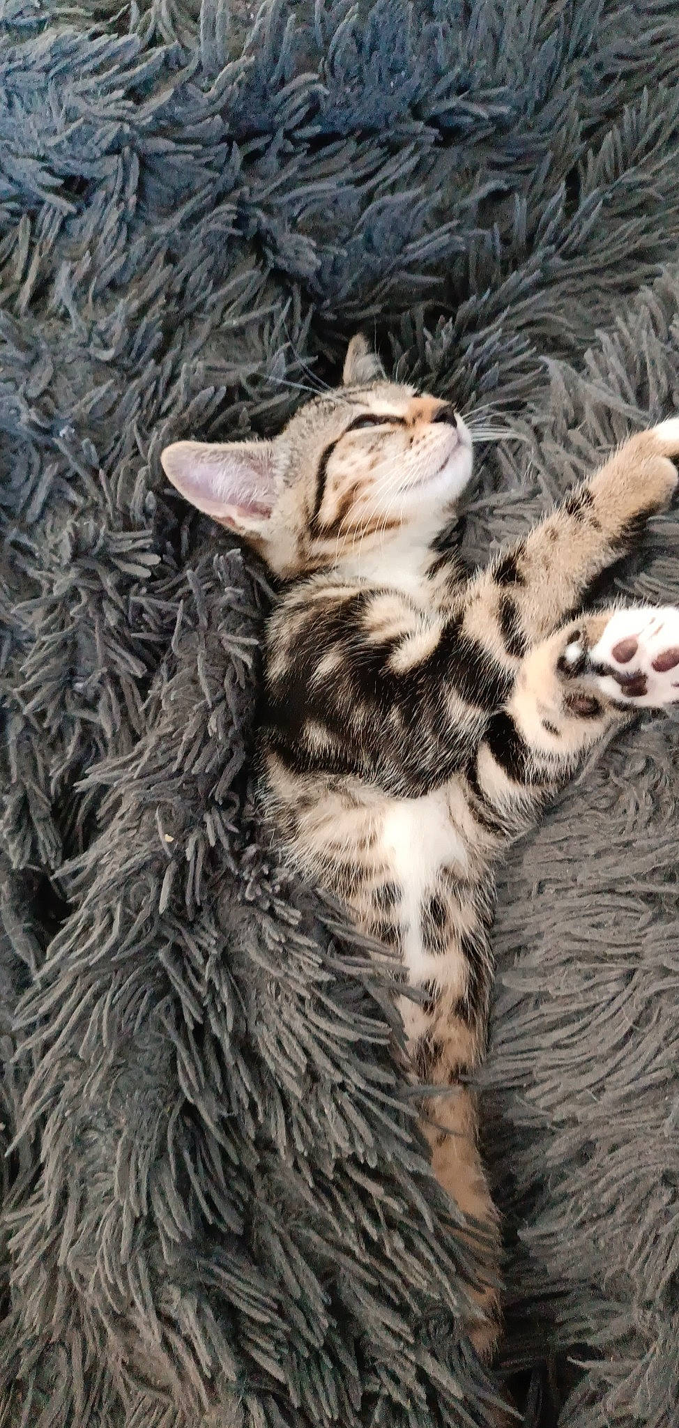 Texas a rejoint le concours — aidez-le/la à gagner de superbes lots ! carnivore, cat, claw, domestic_short_haired_cat, felidae, foot, fur, grass, natural_material, pattern, paw, small_to_medium_sized_cats, tail, terrestrial_animal, tree, whiskers, wildlife, wood