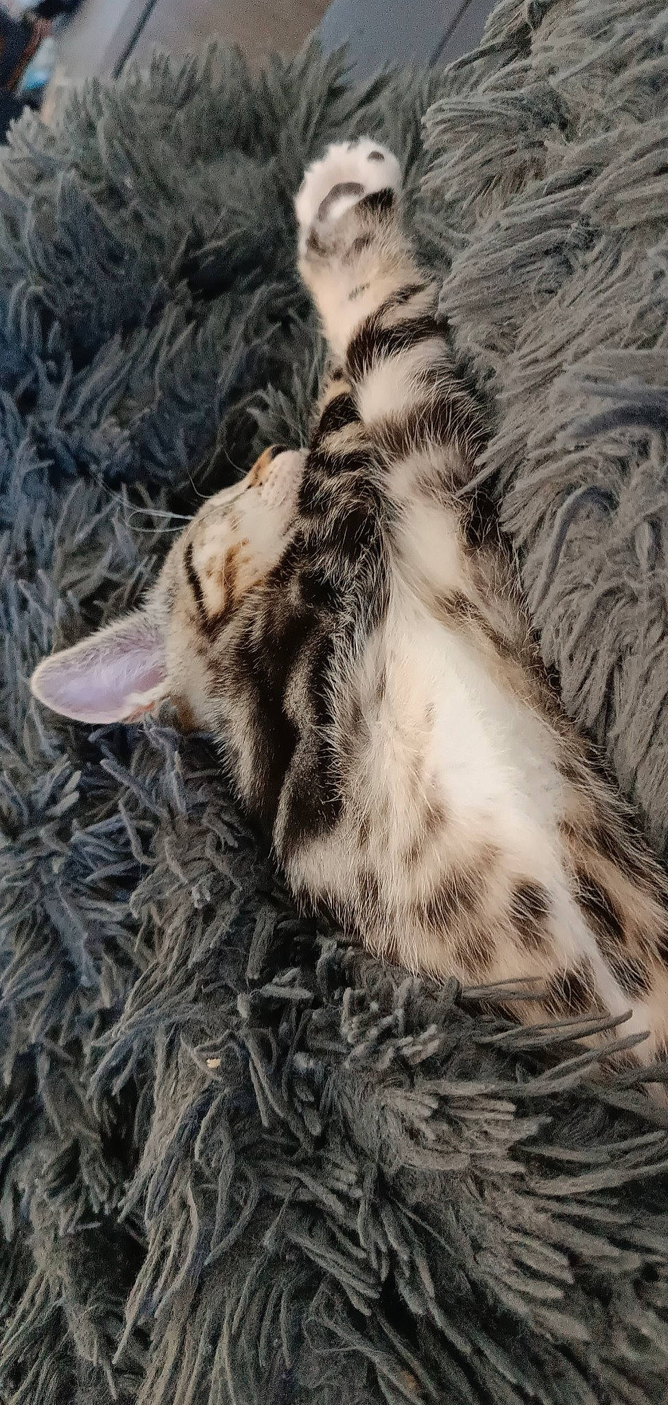 Texas participe au concours pour gagner de l'argent avec cette photo : big_cats, carnivore, cat, claw, domestic_short_haired_cat, fawn, feather, felidae, fur, grass, natural_material, paw, small_to_medium_sized_cats, soil, tail, terrestrial_animal, tree, whiskers, wildlife, wood