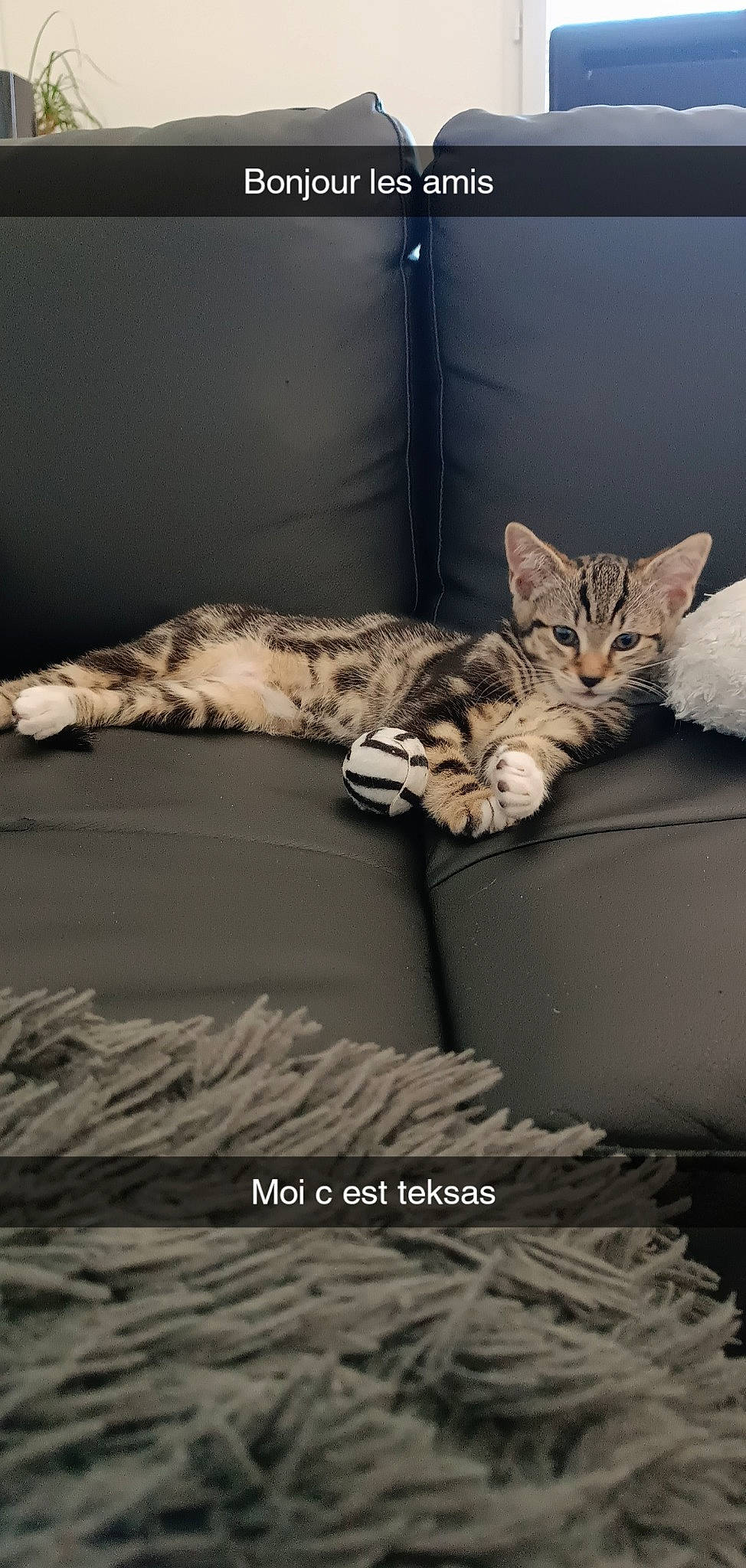 Texas participe au concours pour gagner de l'argent avec cette photo : bedding, carnivore, cat, comfort, couch, darkness, domestic_short_haired_cat, felidae, fur, grey, linens, monochrome, monochrome_photography, paw, room, small_to_medium_sized_cats, tail, textile, whiskers, wood