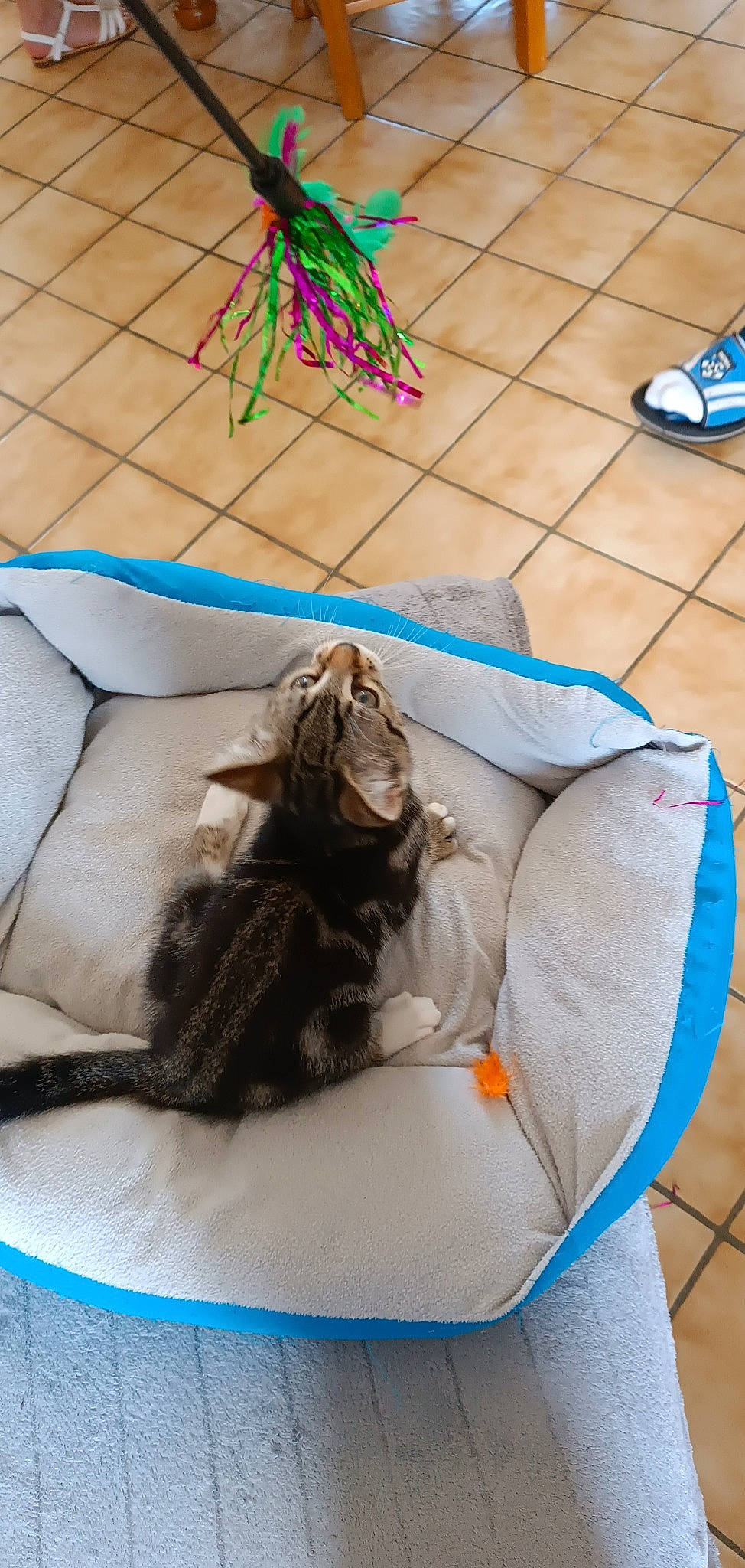 Texas a rejoint le concours — aidez-le/la à gagner de superbes lots ! bag, blue, canidae, carnivore, cat, comfort, companion_dog, couch, dog_breed, fawn, felidae, fur, leisure, linens, pet_supply, sitting, small_to_medium_sized_cats, sporting_group, tail, whiskers