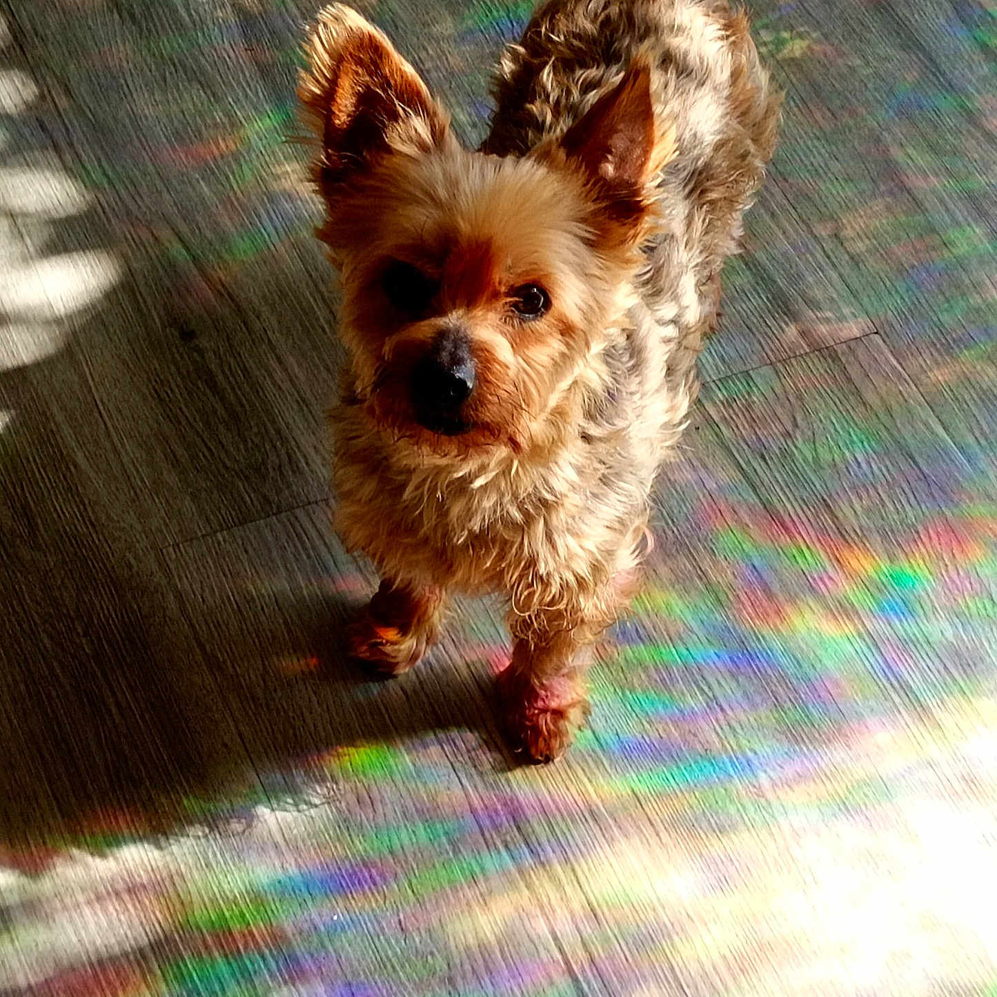Roger participe au concours pour gagner de l'argent avec cette photo : dog, small_dog, fluffy, standing, wooden_floor, rainbow_light, colorful_reflections, indoor, pet, curious, looking_up, ears_up, fur, shadow, timestamp, camera_info, moto_g15, floor_texture, light, rainbow_colors