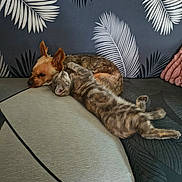 Roger participe au concours pour gagner de l'argent avec cette photo : dog, cat, couch, indoor, pet, resting, snuggling, fur, animal, friendship, cozy, relaxing, home, comfort, leaf_pattern, brown_dog, striped_cat, ears, whiskers, nap