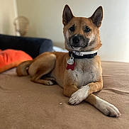 Romeo joined the competition — help win amazing prizes! dog, pet, animal, collar, tag, bed, furniture, indoor, brown_fur, white_paws, crossed_paws, relaxed, calm, portrait, closeup, domestic, canine, ears_up, looking_at_camera, blurred_background