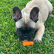 Blue participe au concours pour gagner de l'argent avec cette photo : dog, puppy, french_bulldog, grass, outdoor, carrot, animal, pet, cute, playful, ears, tongue, nature, young, mammal, fur, small, adorable, resting, green