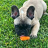 dog, puppy, french_bulldog, grass, outdoor, carrot, animal, pet, cute, playful, ears, tongue, nature, young, mammal, fur, small, adorable, resting, green