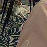 animal, cat, chair, cozy, domestic_animal, fabric, floor, furniture, home, indoor, legs, lying_down, orange_and_white_cat, patterned_rug, pet, pink_fabric, relaxed, resting, rug, wooden_floor