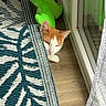 Mango participe au concours pour gagner de l'argent avec cette photo : animal, cat, cozy, curtain, floor, glass_door, green_toy, home, indoor, orange_cat, patterned_rug, peeking, pet, plush_toy, reflection, resting, rug, sleepy, white_cat, wooden_floor