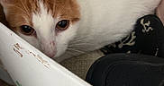 Mango a rejoint le concours — aidez-le/la à gagner de superbes lots ! cat, orange_and_white_cat, cardboard_box, shoes, curious, indoor, pet, animal, feline, cozy, resting, close_up, floor, domestic_cat, whiskers, ears, cute, fur, peek, relaxed