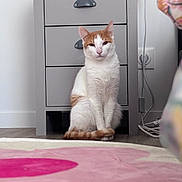 Mango a rejoint le concours — aidez-le/la à gagner de superbes lots ! cat, orange_and_white_cat, feline, indoor, furniture, nightstand, lamp, pineapple_lamp, rug, floor, wooden_floor, cord, wall_socket, decor, pet, domestic_animal, sitting, portrait, household, cozy