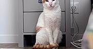Mango a rejoint le concours — aidez-le/la à gagner de superbes lots ! cat, cord, cozy, decor, domestic_animal, feline, floor, furniture, household, indoor, lamp, nightstand, orange_and_white_cat, pet, pineapple_lamp, portrait, rug, sitting, wall_socket, wooden_floor