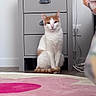 cat, orange_and_white_cat, feline, indoor, furniture, nightstand, lamp, pineapple_lamp, rug, floor, wooden_floor, cord, wall_socket, decor, pet, domestic_animal, sitting, portrait, household, cozy