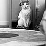 Mango participe au concours pour gagner de l'argent avec cette photo : cat, feline, pet, indoor, cabinet, furniture, floor, rug, black_and_white, monochrome, calm, sitting, home, domestic, wood_floor, wall, power_outlet, cord, quiet, portrait