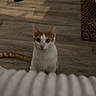 Mango participe au concours pour gagner de l'argent avec cette photo : animal, cat, cozy, curious, cute, dim_lighting, domestic, ears, feline, flooring, indoor, leopard_print_mat, looking_up, orange_and_white_cat, pet, quiet, ribbed_surface, tail, whiskers, wooden_floor