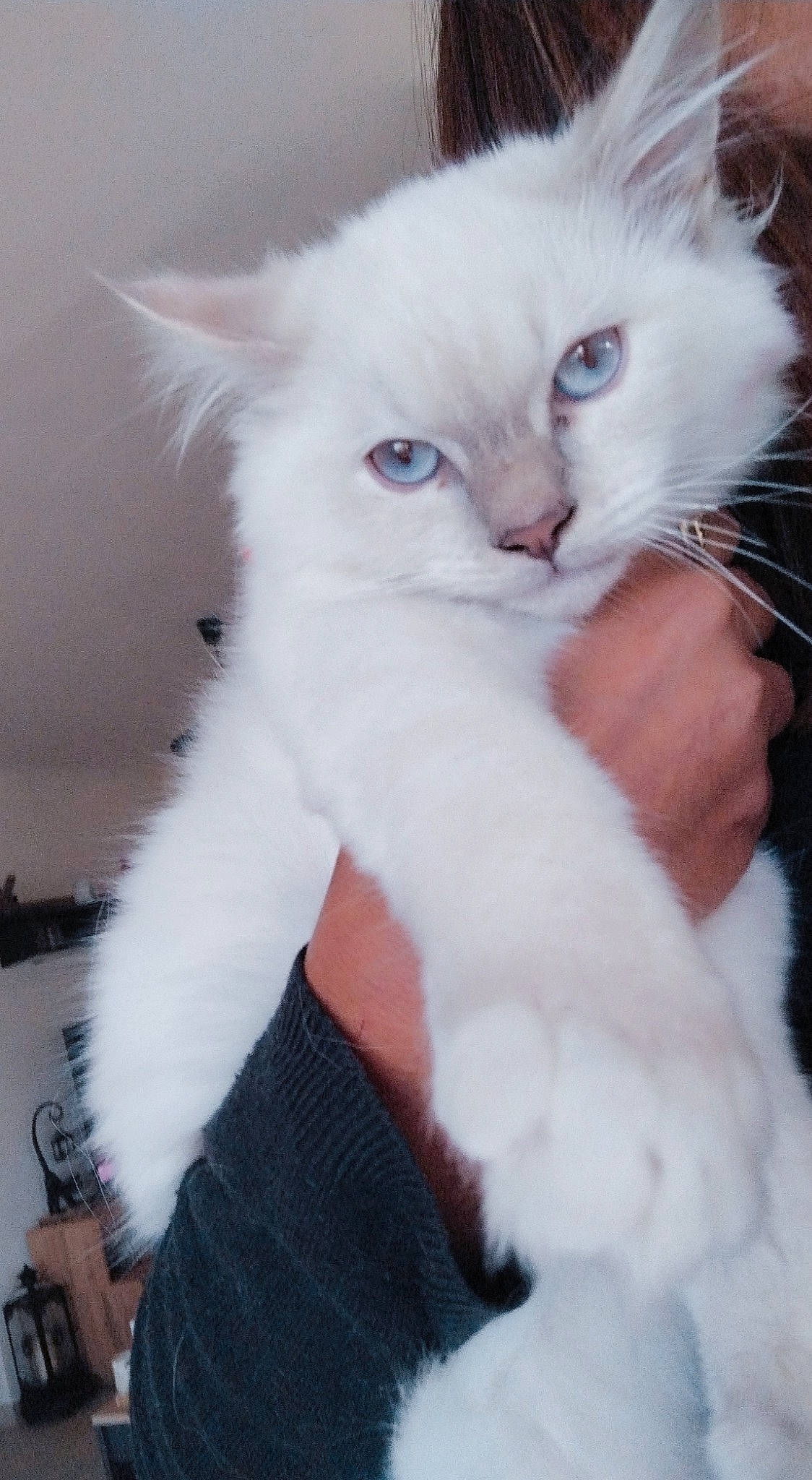 Ulysse a rejoint le concours — aidez-le/la à gagner de superbes lots ! carnivore, cat, claw, comfort, felidae, fur, paw, ragdoll, small_to_medium_sized_cats, tail, whiskers, white