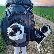 Narnia a rejoint le concours — aidez-le/la à gagner de superbes lots ! animal, backpack, black_jacket, cat, clouds, dirt_path, dog, fur, grass, green_field, harness, landscape, nature, outdoor, person, pet, pet_carrier, sky, walking, white_tights