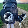 animal, backpack, black_jacket, cat, clouds, dirt_path, dog, fur, grass, green_field, harness, landscape, nature, outdoor, person, pet, pet_carrier, sky, walking, white_tights