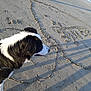 Narnia a rejoint le concours — aidez-le/la à gagner de superbes lots ! animal, beach, black_and_white, canine, daylight, dog, drawing_in_sand, fur, harness, heart_shape, leisure, muzzle, nature, outdoor, pet, sand, shadow, side_view, summer, walking