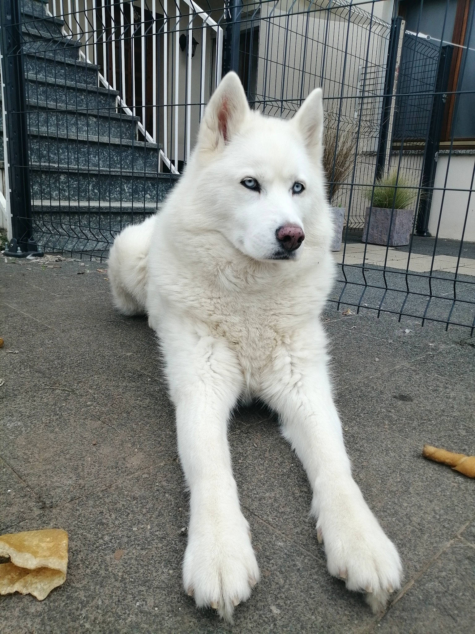 Leïka a rejoint le concours — aidez-le/la à gagner de superbes lots ! ancient_dog_breeds, canidae, canis, canis_lupus_tundrarum, carnivore, collar, companion_dog, dog, dog_breed, fence, fur, mesh, non_sporting_group, snout, sporting_group, tail, terrestrial_animal, wolf, working_animal, working_dog