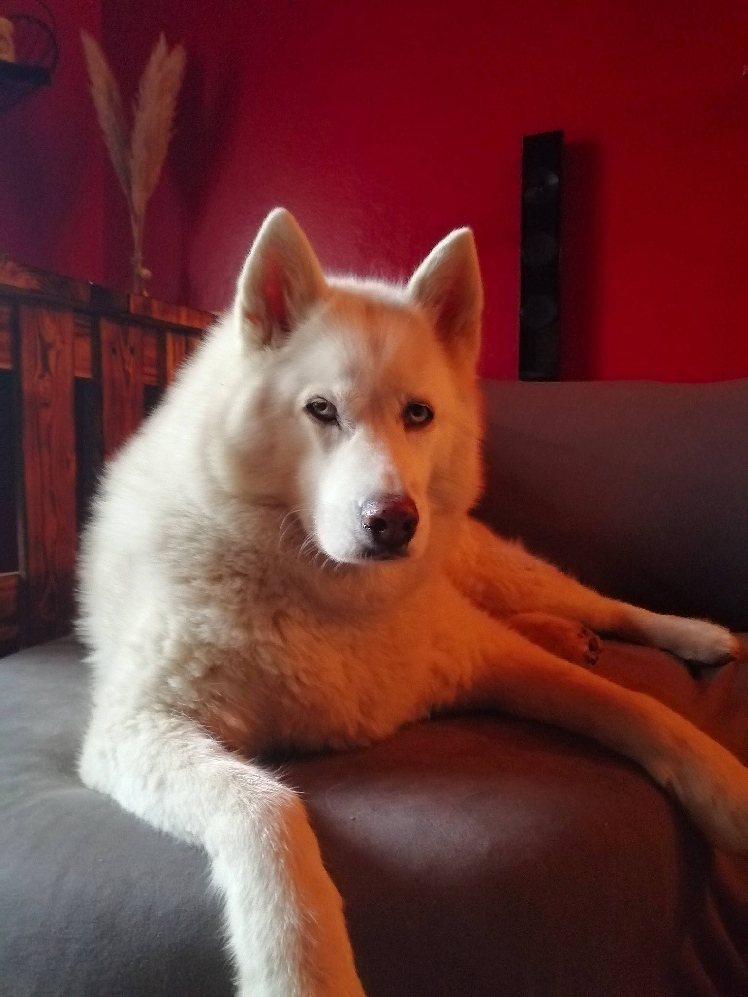 Leïka participe au concours pour gagner de l'argent avec cette photo : ancient_dog_breeds, canidae, carnivore, comfort, companion_dog, dog, dog_breed, fawn, flooring, fur, non_sporting_group, sitting, snout, spitz, tail, terrestrial_animal, whiskers, working_animal, working_dog