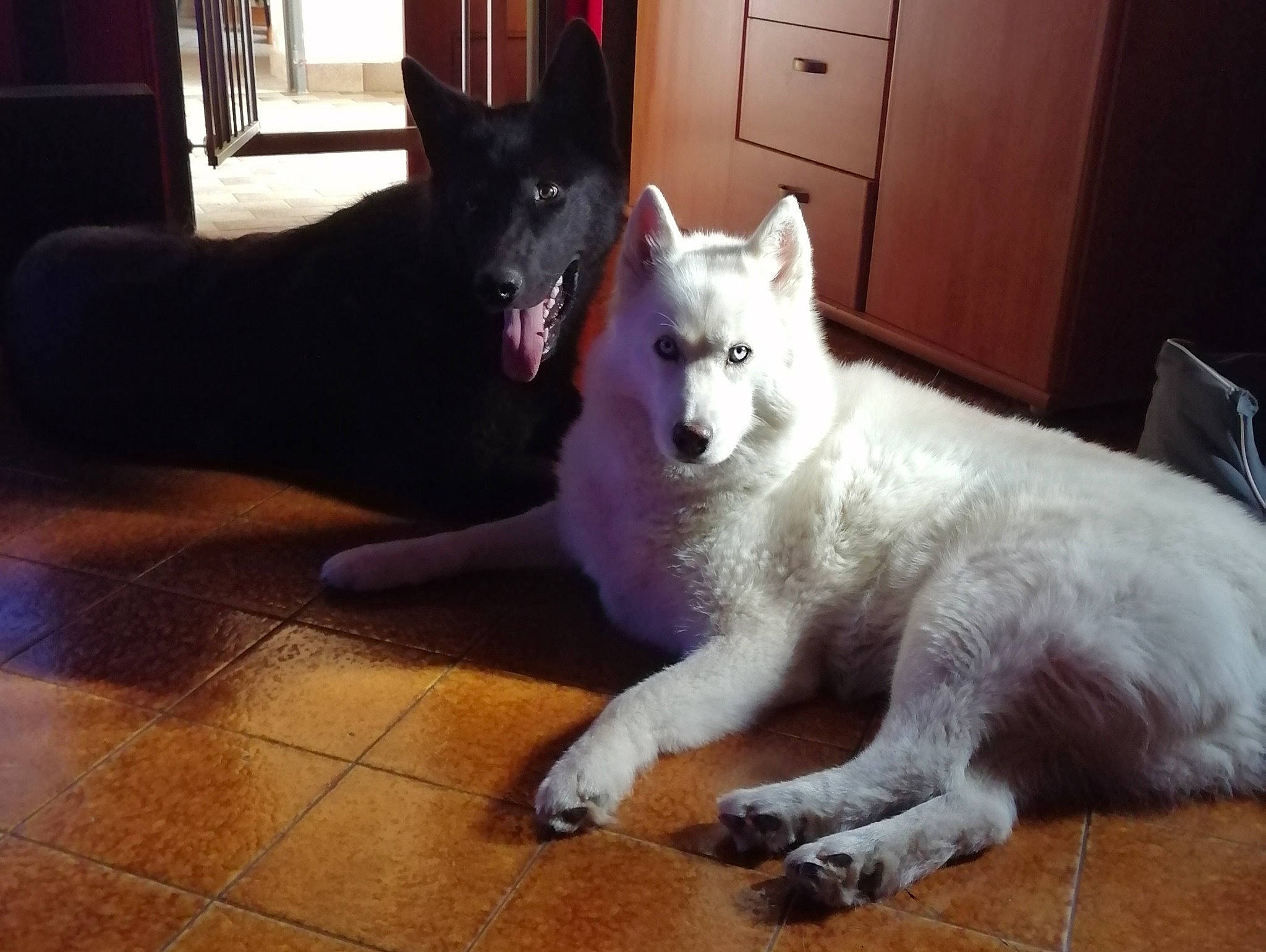 Leïka participe au concours pour gagner de l'argent avec cette photo : cabinetry, canidae, canis, carnivore, chest_of_drawers, companion_dog, dog, dog_breed, door, drawer, east_european_shepherd, flooring, fur, giant_dog_breed, grey, light, non_sporting_group, sporting_group, tail, working_dog