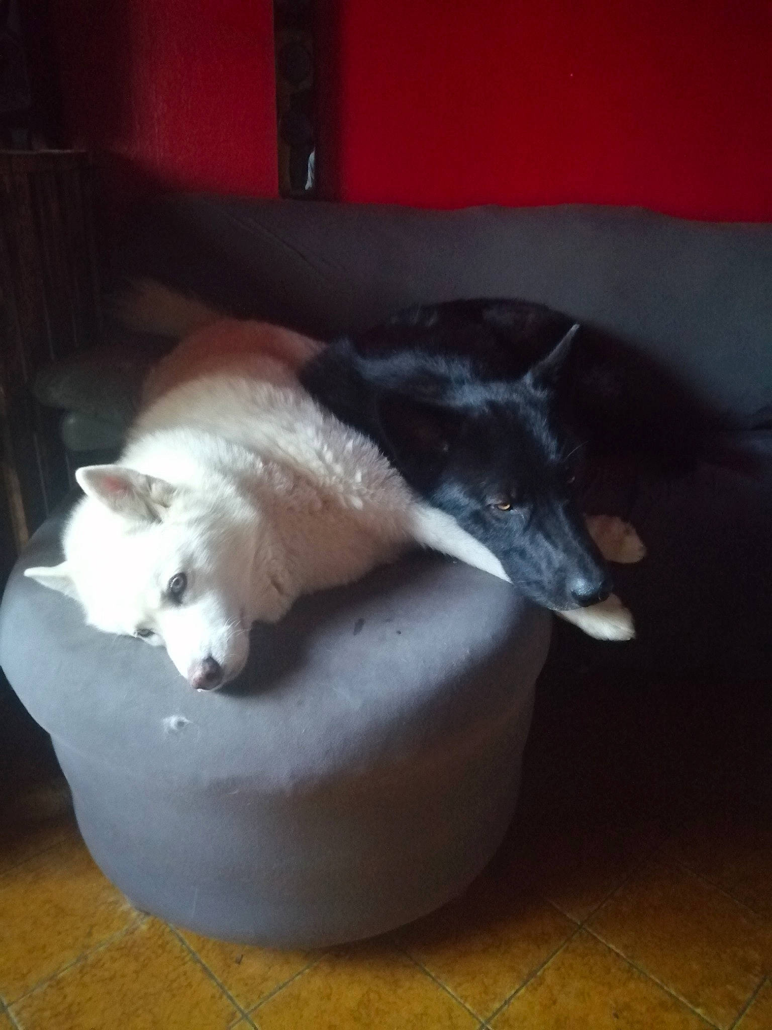 Wöden Blysard a rejoint le concours — aidez-le/la à gagner de superbes lots ! ball, canidae, carnivore, cat, cat_bed, cat_supply, comfort, companion_dog, dog_breed, domestic_short_haired_cat, fawn, felidae, flooring, fur, hardwood, nap, small_to_medium_sized_cats, sporting_group, tail, whiskers