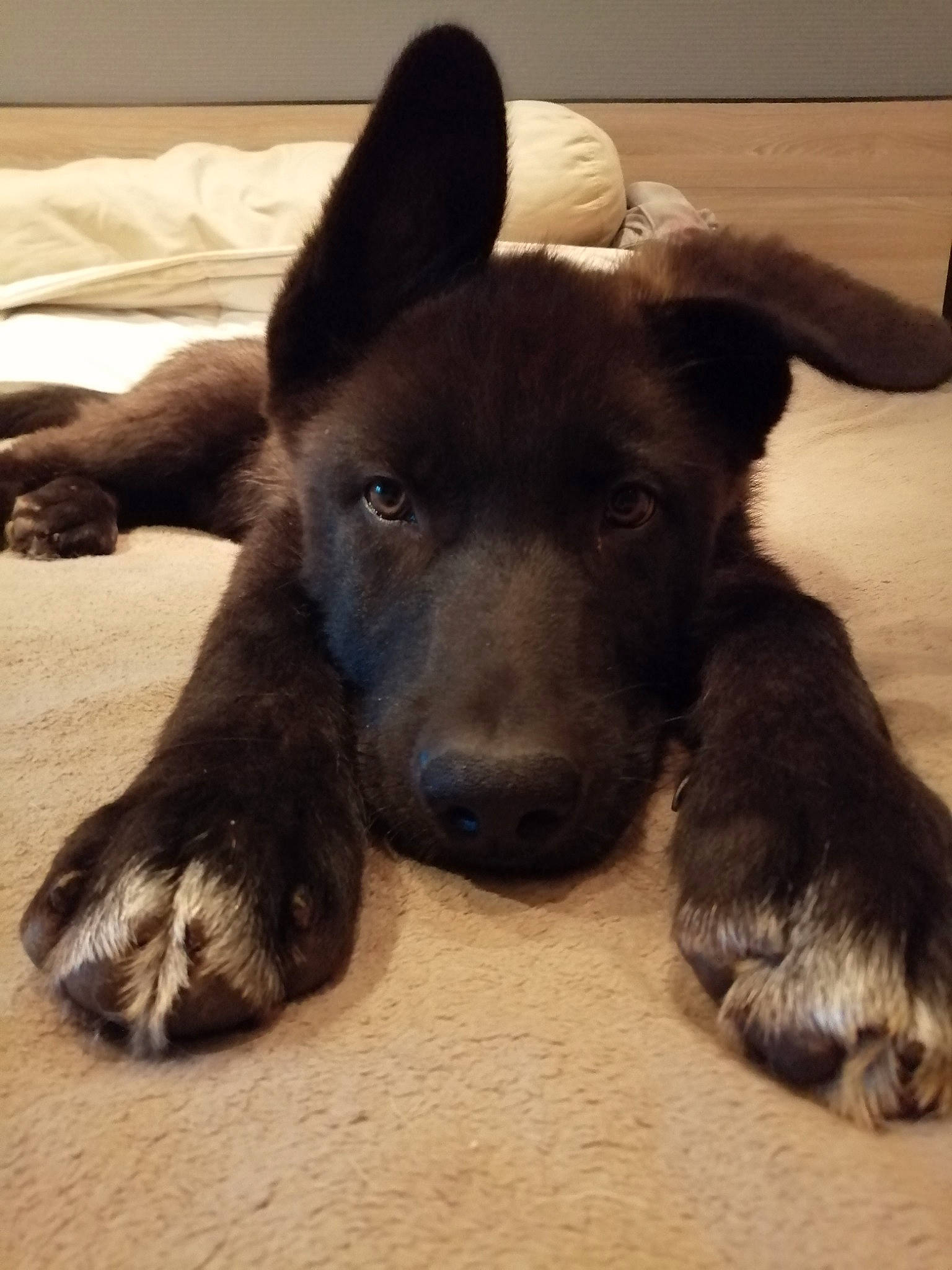 Wöden Blysard a rejoint le concours — aidez-le/la à gagner de superbes lots ! borador, canidae, carnivore, comfort, companion_dog, dog, dog_breed, ear, fawn, foot, fur, gesture, liver, paw, snout, sporting_group, tail, terrestrial_animal, whiskers, working_animal