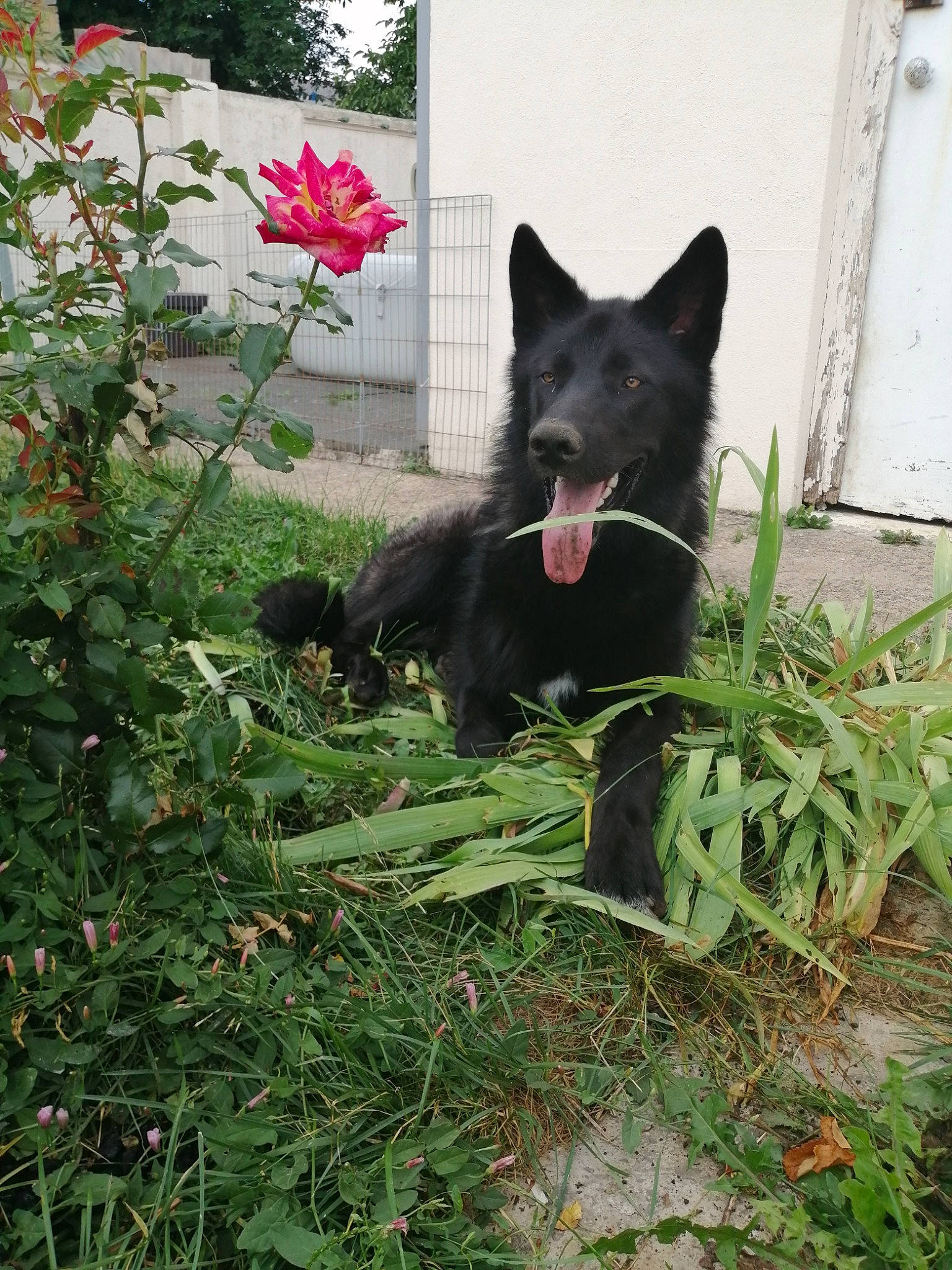 Wöden Blysard participe au concours pour gagner de l'argent avec cette photo : annual_plant, bombay, carmine, carnivore, dog_breed, felidae, flower, flowering_plant, garden, grass, groundcover, herbaceous_plant, petal, plant, shrub, small_to_medium_sized_cats, tail, tree, whiskers, window