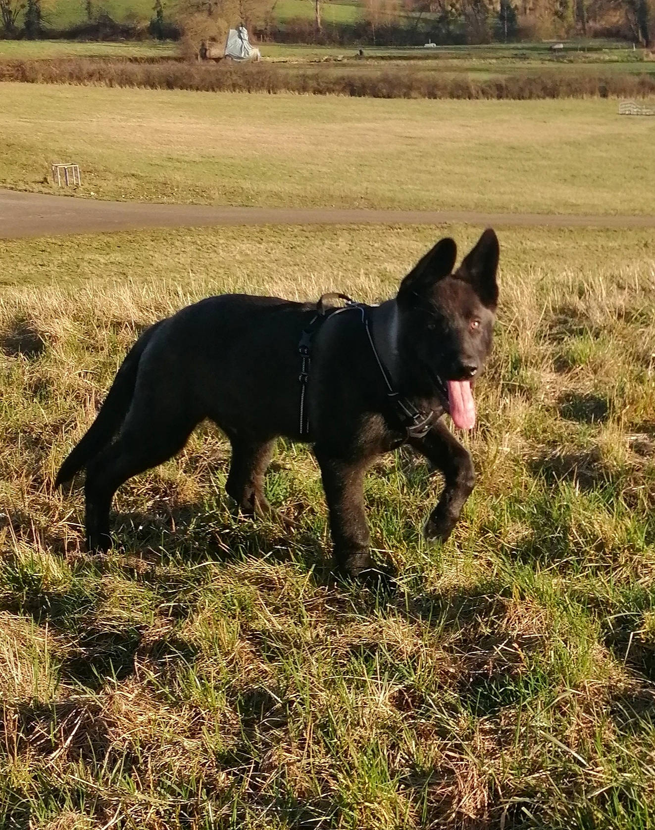 Wöden Blysard a rejoint le concours — aidez-le/la à gagner de superbes lots ! canidae, carnivore, dog, dog_breed, fawn, grass, grassland, guard_dog, landscape, pasture, plant, snout, soil, sporting_group, tail, terrestrial_animal, tree, wildlife, working_animal, working_dog