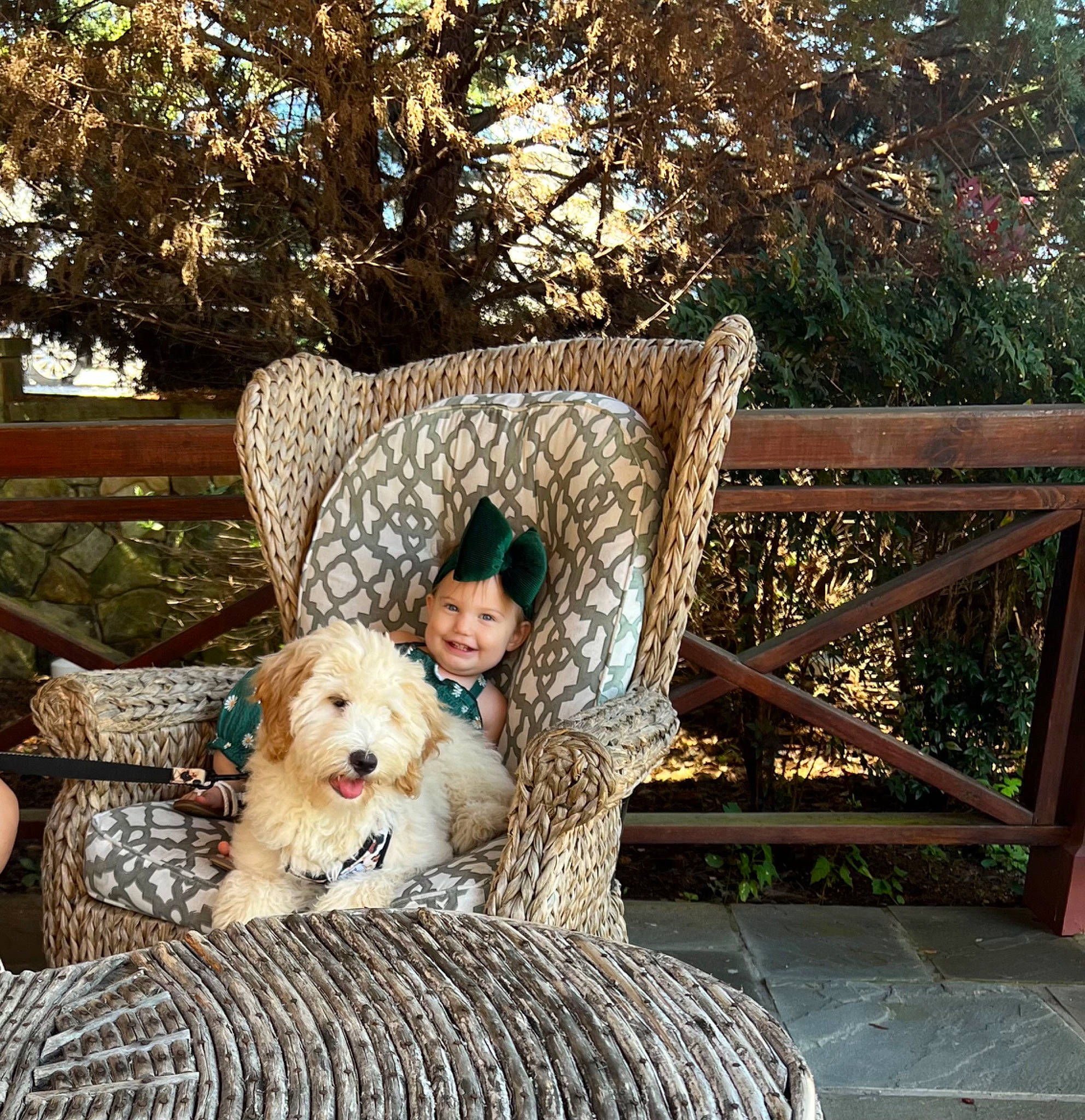 Emberlynn is registered to the contest to win money with this photo: bench, canidae, carnivore, chair, comfort, companion_dog, couch, dog, dog_breed, fawn, fur, grass, happy, headwear, joy, leisure, outdoor_furniture, person, plant, sitting