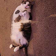 Jack Frost joined the competition — help win amazing prizes! animal, brown_fur, carpet, cat, cute, domestic_cat, fur, indoor, looking_up, lying_down, mammal, paws, pet, pink_nose, relaxed, sleepy, tabby, tail, whiskers, white_fur