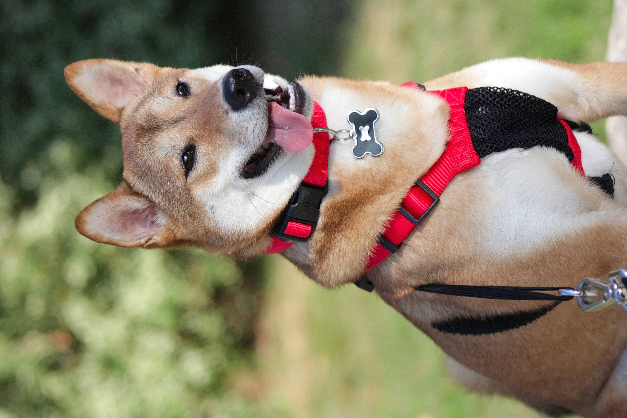 Kiba is registered to the contest to win money with this photo: bridle, canidae, carnivore, collar, companion_dog, dog, dog_breed, dog_collar, fashion_accessory, fawn, jaw, leash, pack_animal, pet_supply, recreation, snout, sporting_group, whiskers, wildlife, working_animal