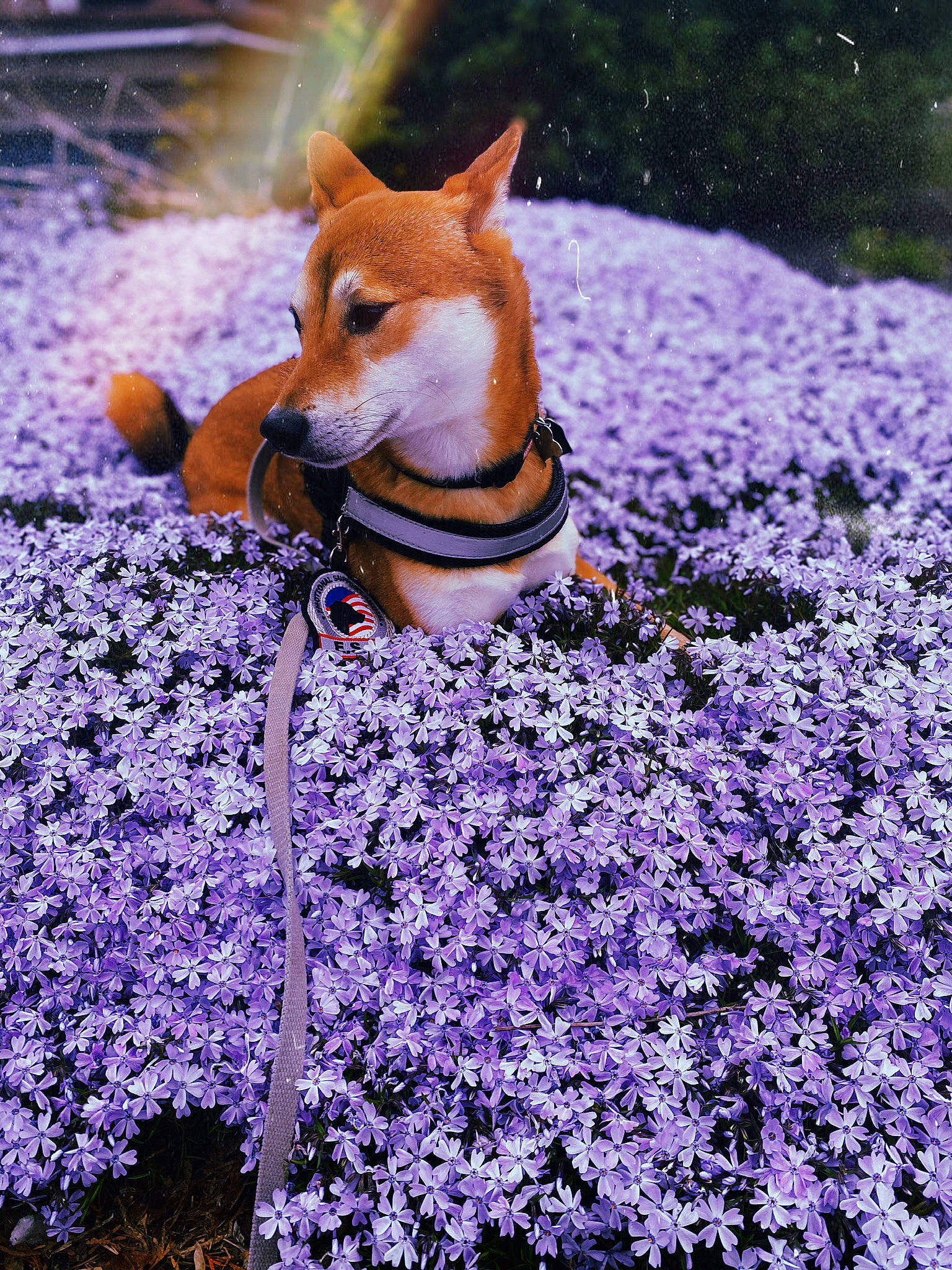 Kiba is registered to the contest to win money with this photo: botany, carnivore, companion_dog, dog, fawn, flower, flowering_plant, grass, groundcover, herbaceous_plant, landscape, lavender, light, people_in_nature, petal, plant, purple, tree, whiskers, wood