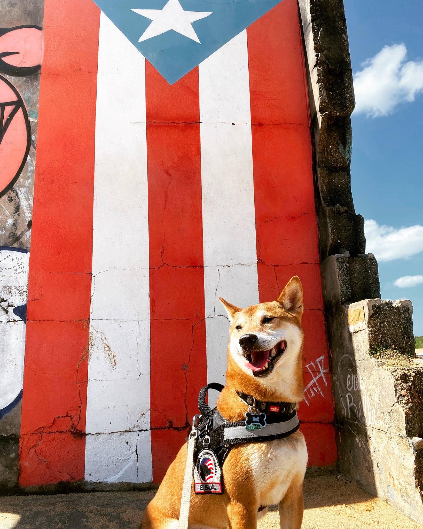 Kiba is registered to the contest to win money with this photo: blue, brick, carnivore, cloud, companion_dog, dog, dog_breed, dog_collar, dog_supply, door, facade, fawn, flag_of_the_united_states, line, red, sky, tail, tints_and_shades, white, working_animal