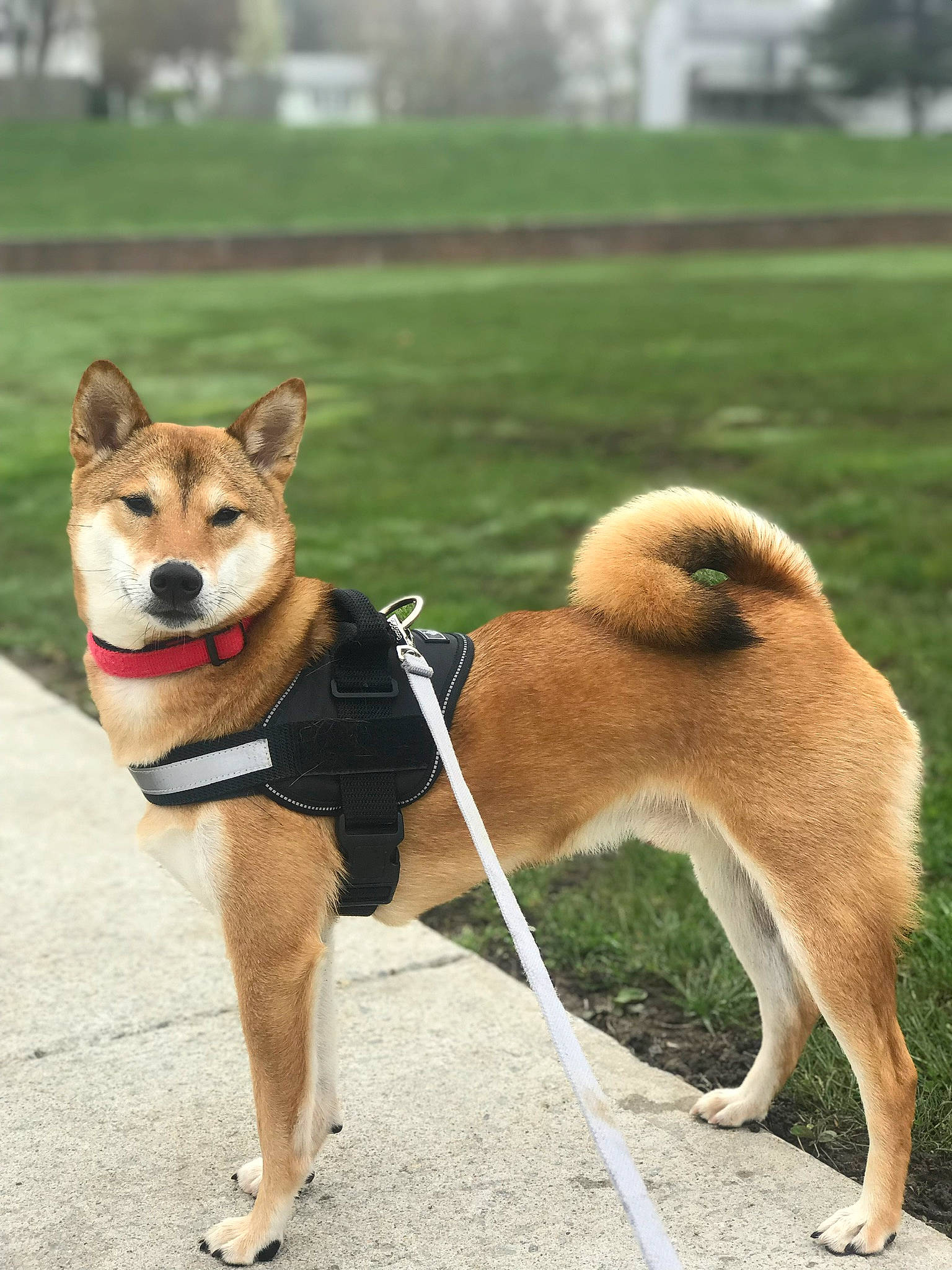 Kiba is registered to the contest to win money with this photo: canidae, carnivore, collar, companion_dog, dog, dog_breed, dog_collar, dog_supply, dog_walking, fashion_accessory, fawn, herding_dog, leash, pet_supply, plant, snout, sporting_group, tail, working_animal, working_dog