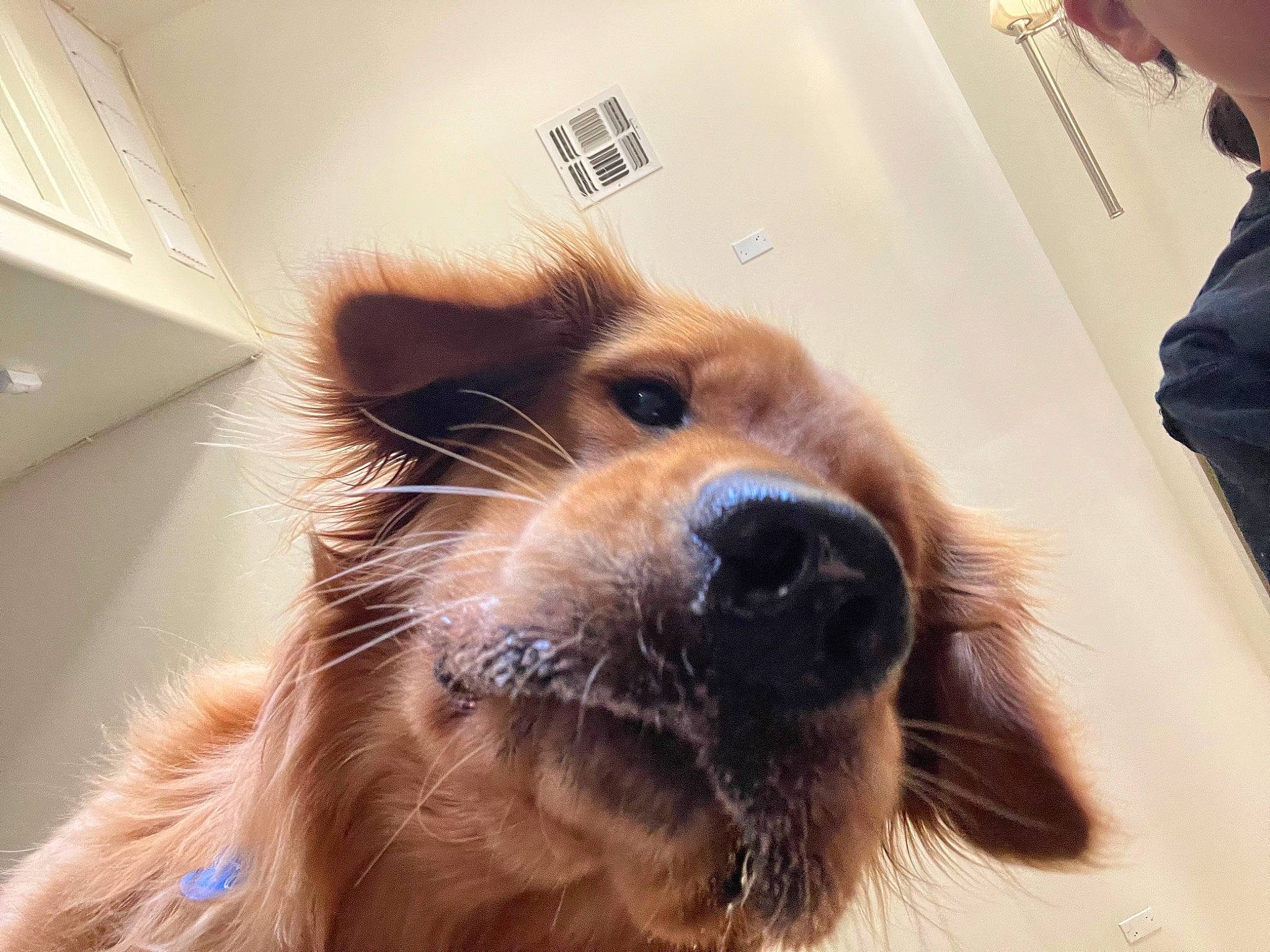 Tonka is registered to the contest to win money with this photo: canidae, carnivore, companion_dog, dog, dog_breed, ear, fawn, fur, happy, liver, paw, puppy, selfie, small_terrier, snout, sporting_group, terrier, whiskers, working_animal, working_dog