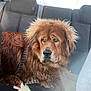 animal_portrait, backseat, brown_fur, canine, car_interior, dog, domestic_animal, fluffy, furry, indoors, leash, mammal, pet, relaxed, resting, seat, seatbelt, side_view, sunlight, window