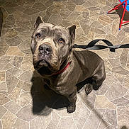 Nas joined the competition — help win amazing prizes! animal, brown_dog, collar, dog, ears, eyes, face, floor, human_feet, indoor, leash, looking_up, mammal, paw, pet, shoe, sitting, snout, sock, tile