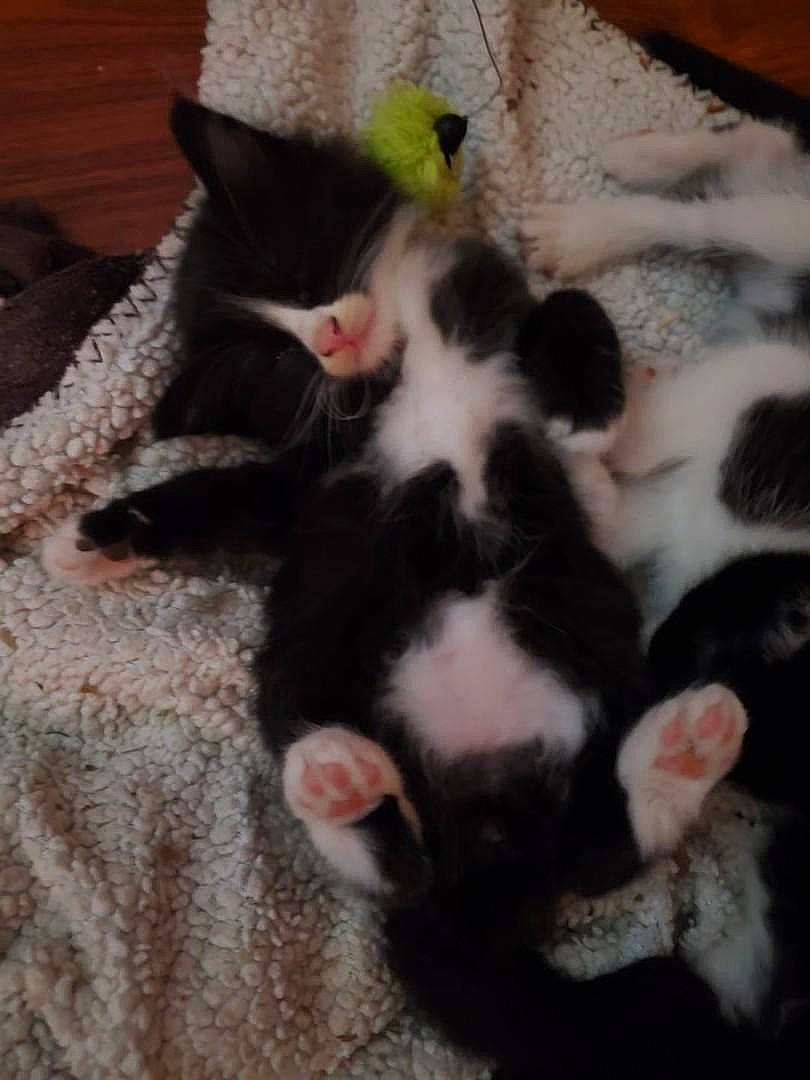 Cerberus is registered to the contest to win money with this photo: canidae, carnivore, cat, cat_supply, claw, comfort, companion_dog, dog_breed, domestic_short_haired_cat, fawn, felidae, fur, nap, paw, puppy, small_to_medium_sized_cats, sporting_group, tail, terrestrial_animal, whiskers