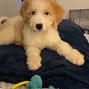 Beau is registered to the contest to win money with this photo: animal, bedroom, blanket, comfort, cute, dog, domestic, fluffy, furniture, home, indoor, lying_down, pet, playful, plush_toy, puppy, resting, soft, toy, young_dog