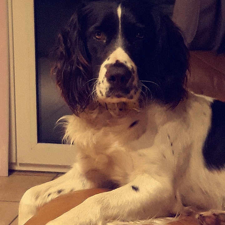 Pipa