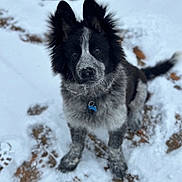 Génépi participe au concours pour gagner de l'argent avec cette photo : dog, snow, outdoor, animal, pet, black_and_white, fur, collar, tag, paw_prints, winter, curious, sitting, canine, cute, playful, nature, young_dog, fluffy, background_blur
