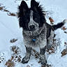 dog, snow, outdoor, animal, pet, black_and_white, fur, collar, tag, paw_prints, winter, curious, sitting, canine, cute, playful, nature, young_dog, fluffy, background_blur
