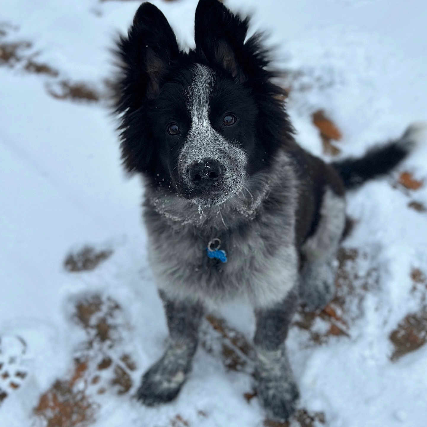 Génépi participe au concours pour gagner de l'argent avec cette photo : dog, snow, outdoor, animal, pet, black_and_white, fur, collar, tag, paw_prints, winter, curious, sitting, canine, cute, playful, nature, young_dog, fluffy, background_blur