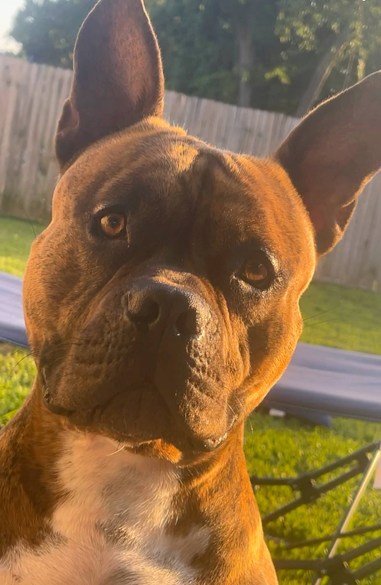 Goober is registered to the contest to win money with this photo: canidae, carnivore, collar, companion_dog, dog, dog_breed, dog_collar, ear, eye, fawn, grass, liver, molosser, plant, snout, sporting_group, terrestrial_animal, whiskers, working_animal, wrinkle