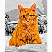 Cheeto is registered to the contest to win money with this photo: cat, orange_tabby, pet, animal, feline, indoor, bed, furniture, portrait, sitting, looking_at_camera, whiskers, ears, fur, domestic_cat, cute, closeup, cozy, home, relaxed