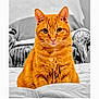 cat, orange_tabby, pet, animal, feline, indoor, bed, furniture, portrait, sitting, looking_at_camera, whiskers, ears, fur, domestic_cat, cute, closeup, cozy, home, relaxed