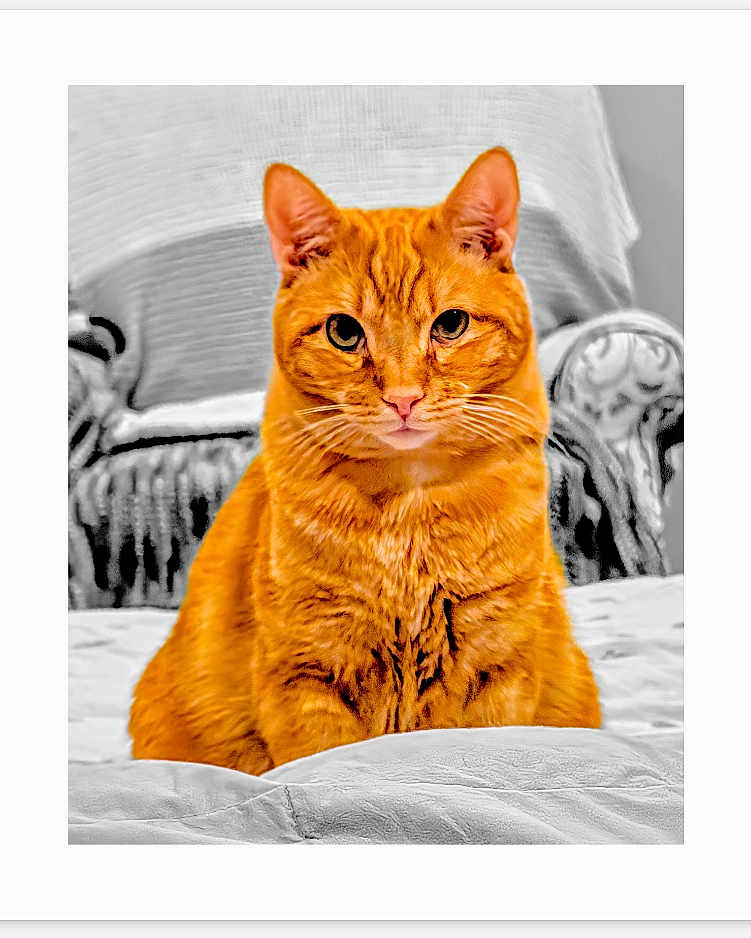 Cheeto is registered to the contest to win money with this photo: cat, orange_tabby, pet, animal, feline, indoor, bed, furniture, portrait, sitting, looking_at_camera, whiskers, ears, fur, domestic_cat, cute, closeup, cozy, home, relaxed