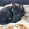 puppy, dog, black_dog, blanket, cozy, pet, animal, ears, fur, resting, cute, indoor, soft, comfort, laying_down, young_dog, looking_away, sleepy, domestic_animal, closeup